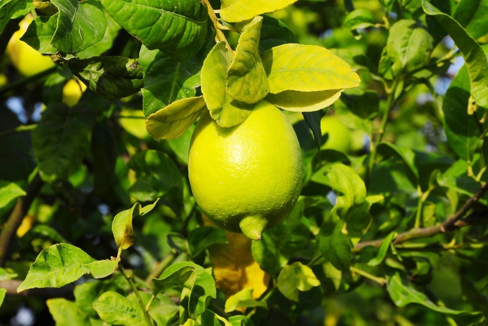 Limon Yağının Cilde Faydaları