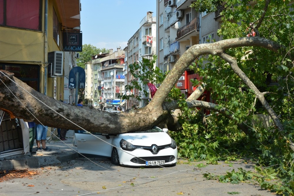 Tarihi Çınar Araçların Üzerine Devrildi: 1 Yaralı