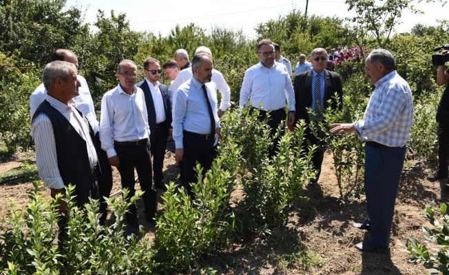 Dağ yöresinde hasat zamanı