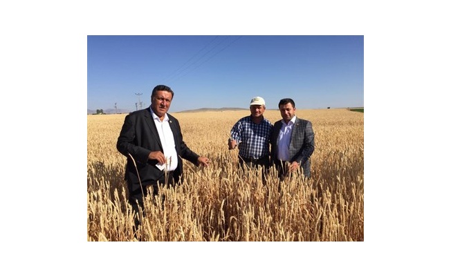 BUĞDAY ALIM FİYATLARINDAKİ YÜZDE 29’LUK ARTIŞ, ÇİFTÇİNİN BEKLENTİLERİNİ KARŞILAMADI