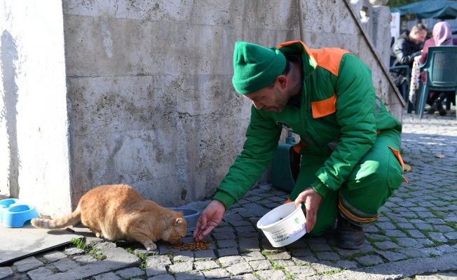 ÇİZMELİ DEĞİL BERELİ KEDİ