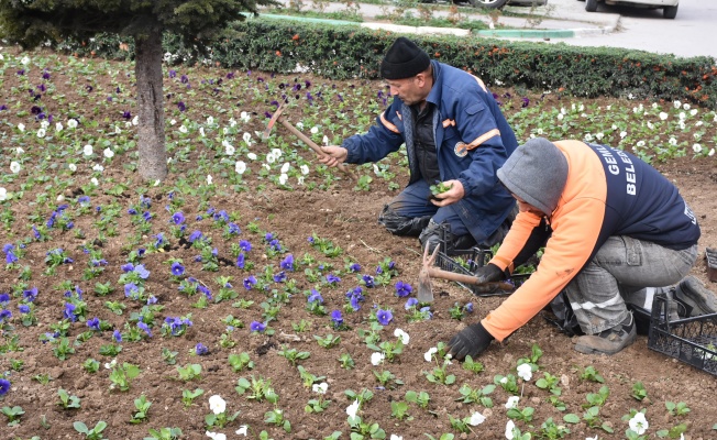 Gemlik’te yeşillendirme çalışmaları devam ediyor