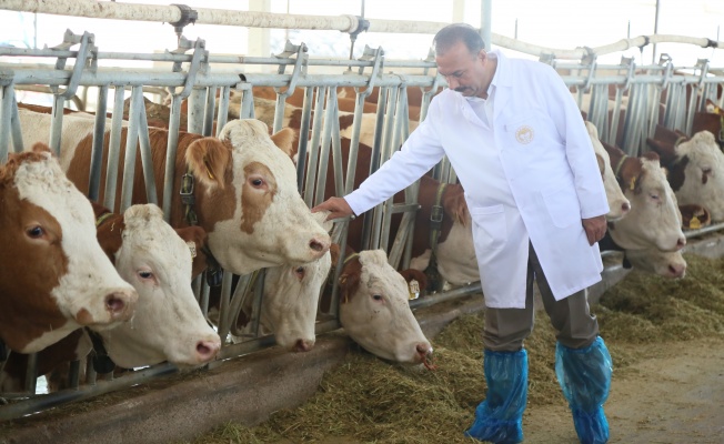 Bursa’dan Türkmenistan’a Damızlık Sığır İhracatı