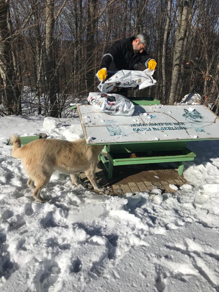 Uludağ'daki Köpeklere Mama Desteği