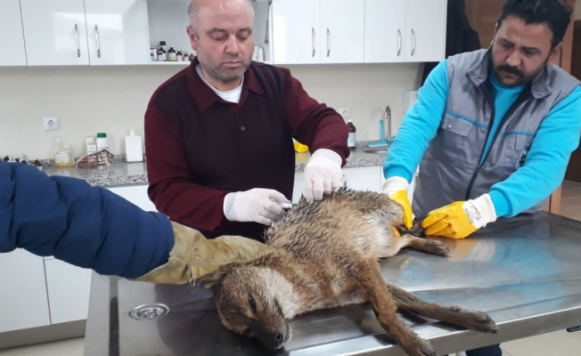 Yaralı Yabani Hayvana İnegöl Belediyesi Sahip Çıktı