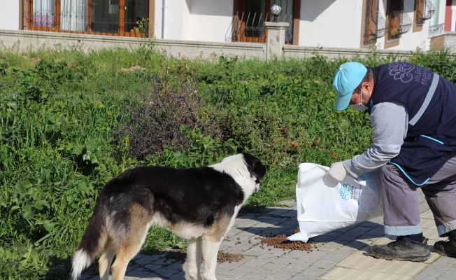 NİLÜFER'DE CAN DOSTLAR İÇİN SEFERBERLİK