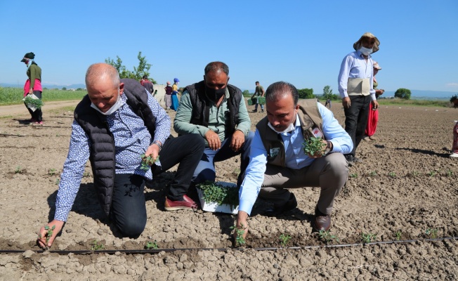 Aygül, Mevsimlik Tarım İşçileriyle Domates Fidesi Dikti