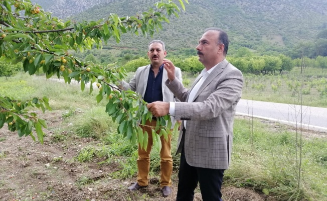 İl Müdürü AYGÜL, Dolu Yağışından Etkilenen Kestel ve Kelesli Üreticileri Ziyaret Etti