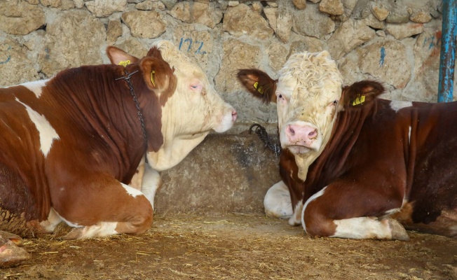 NİLÜFER'DE KURBAN KESİM YERLERİ BELİRLENDİ