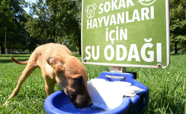 Sokak Hayvanları İçin ‘Bir Kap Can Suyu’