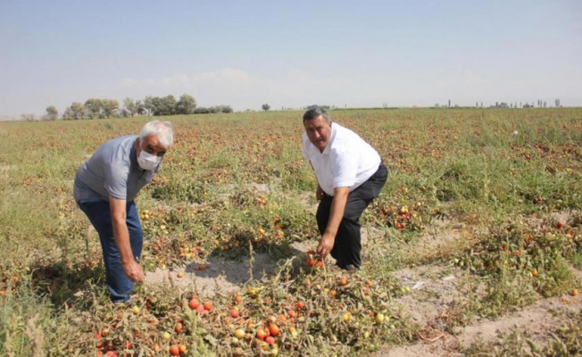 CHP'li Gürer: 70 kuruşa mal edilen domates tarlada 40 kuruş