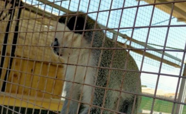 Yasa dışı bulundurulan Rhesus cinsi maymunlar Bursa'da