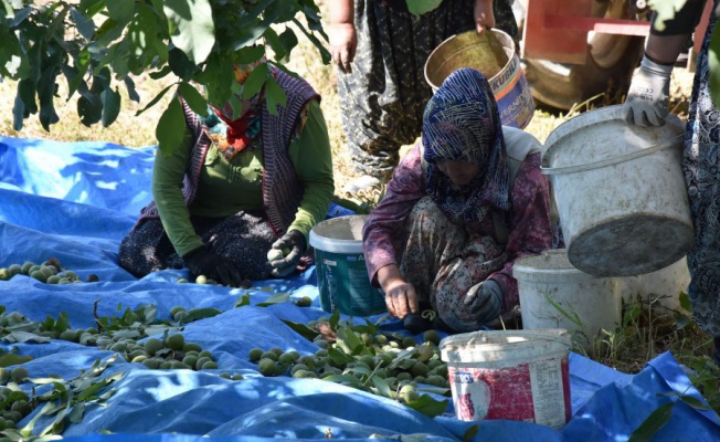 Bursa'da ceviz hasadı başladı