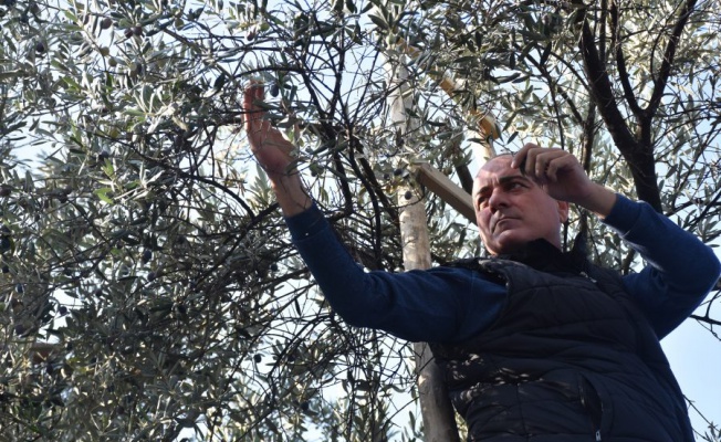 Bursa'da parklarda zeytin seferberliği