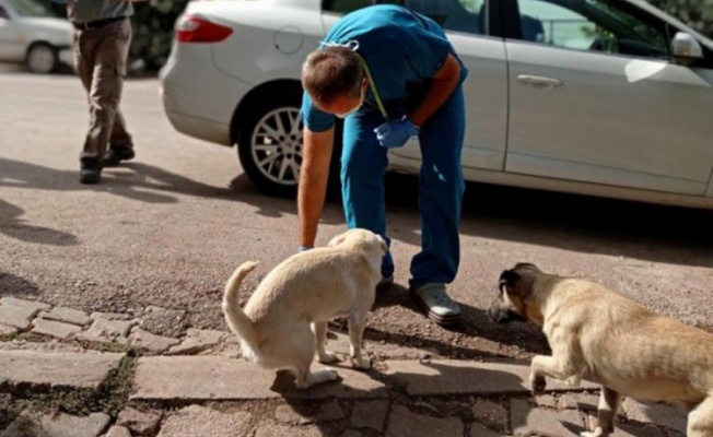 Bursa'da sahipsiz köpekler parazitlere karşı ilaçlandı