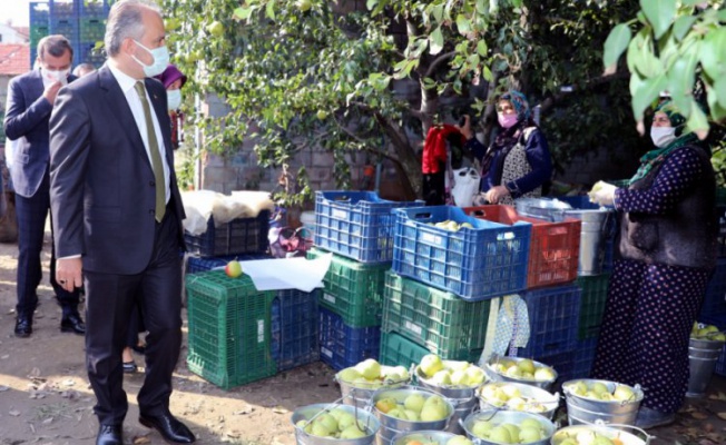 Bursa'nın armut bahçelerinde hasat bereketi