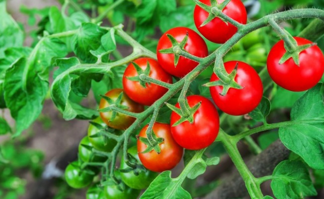 Irak taze domates ithalatı yasağını kaldırdı