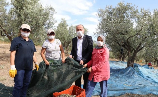 Mudanya'da 'Topraktan halka zeytinyağı' hasadı başladı