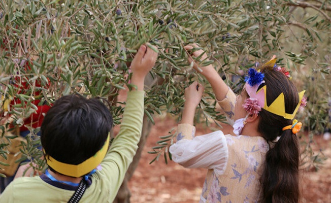 Yetim çocuklar barış  için zeytin topladı
