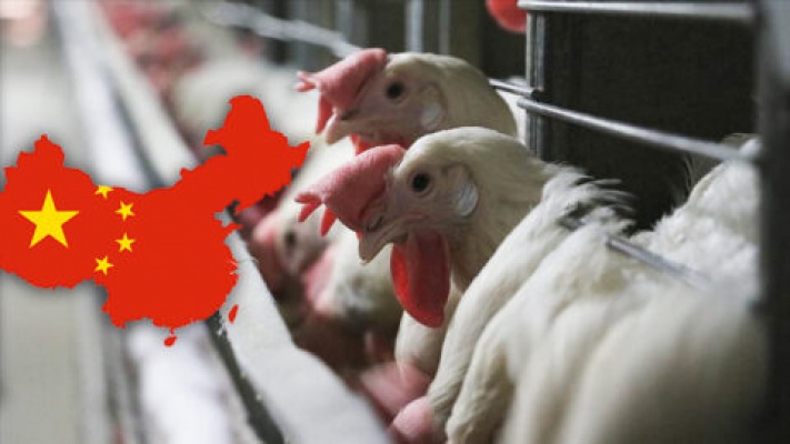 Çin Kanatlı Hayvan Sektörünü Büyütecek