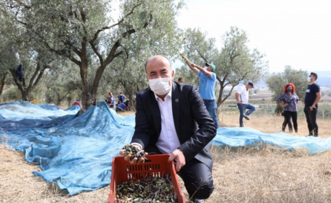 Mudanya Belediyesi'nden zeytin üreticisine büyük destek