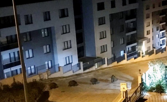 Mudanya'da domuzlar mahalle aralarında geziyor