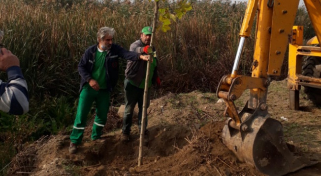 Orhangazi'de ağaçlandırma çalışmaları devam ediyor