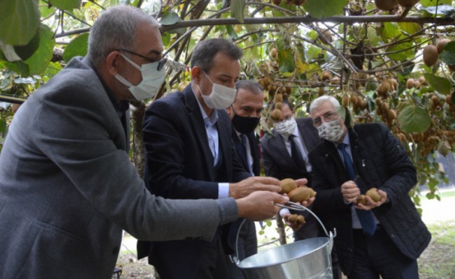 Orhangazi protokolü kivi hasadına katıldı