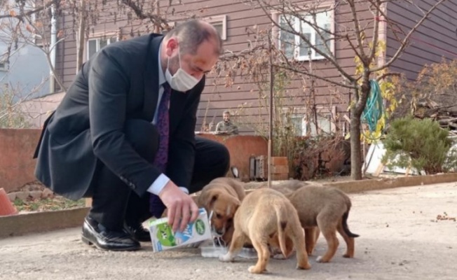 Bursa'da başkan kısıtlamada sokak köpeklerini sütle besledi