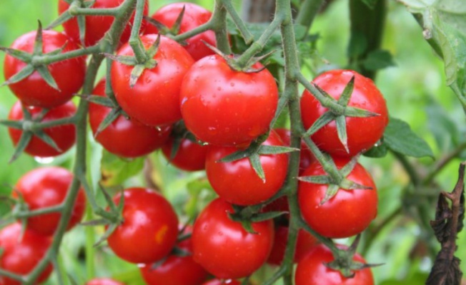 Bursa'da domates ihracatçıları kotanın kaldırılmasını istiyor