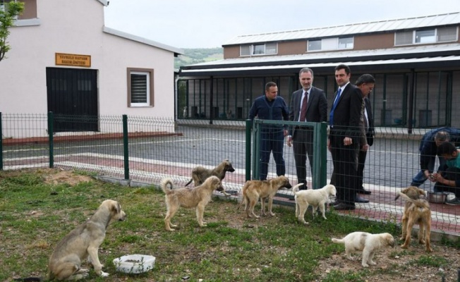 İnegöl Belediyesi 7 bin 700 can dostuna şifa oldu