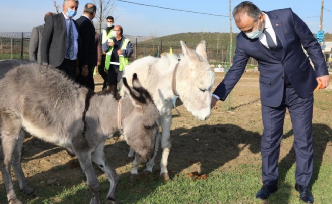 Bursa'da emekli hayvanlar çiftliği ziyaretçilerini bekliyor