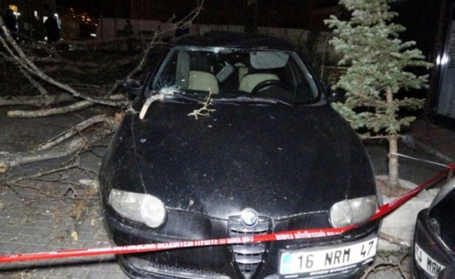 Bursa'da kuvvetli rüzgar çınar ağacını devirdi