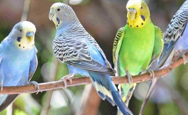 Evlerde beslenen kuşlar alerjik reaksiyona neden olabilir