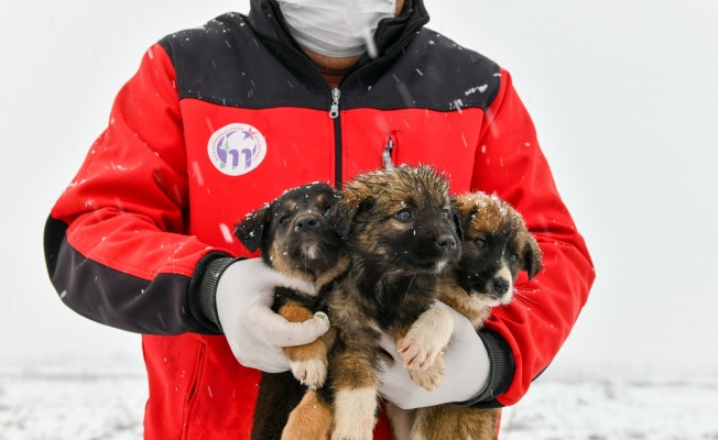 11 yavru köpek donmaktan son anda kurtarıldı