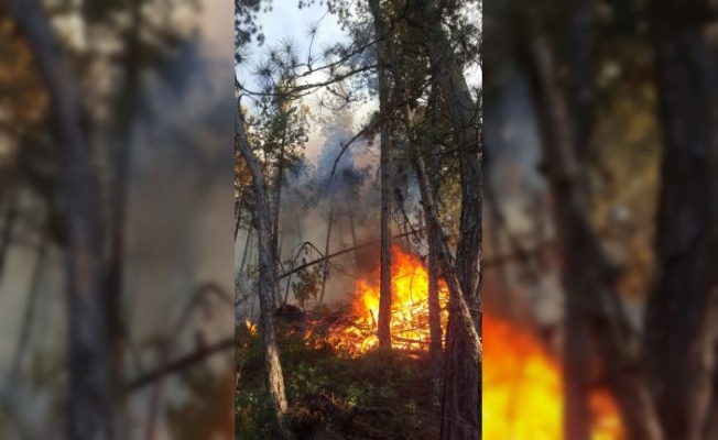 Bursa'da çıkan orman yangınına havadan ve karadan müdahale ediliyor