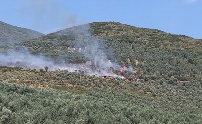 Bursa'da zeytinlik alanda çıkan yangın kontrol altına alındı