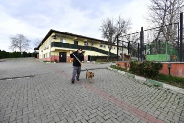 Osmangazi’de Yasaklı Irk Köpek Denetimi Artırıldı