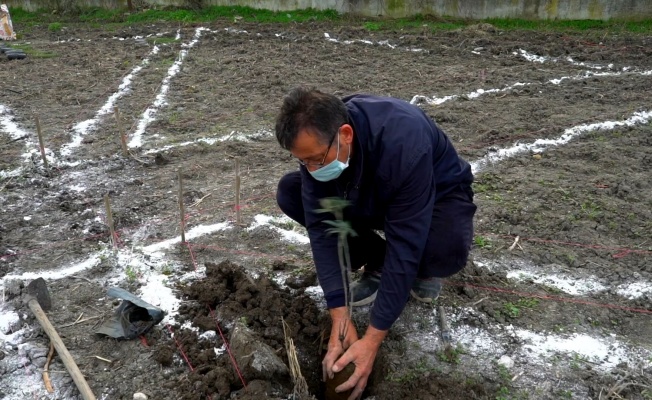 Mustafakemalpaşa aromatik bitkiler cenneti oluyor