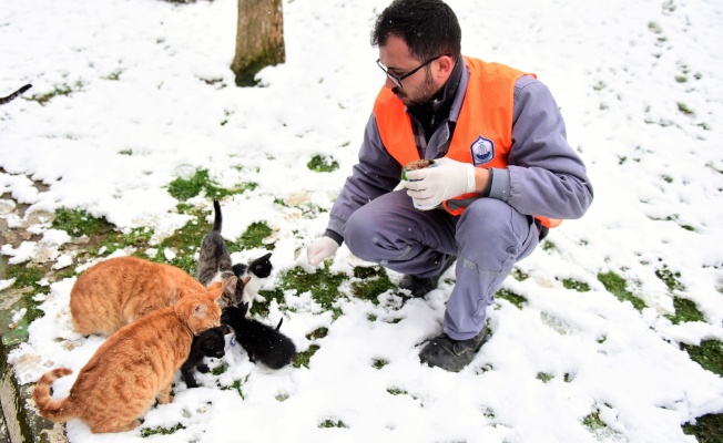 CAN DOSTLAR EMİN ELLERDE