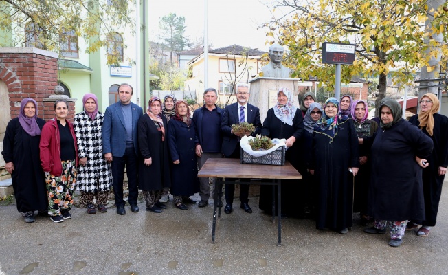 Nilüfer Belediyesi’nden kadın üreticilere 100 bin çilek fidesi