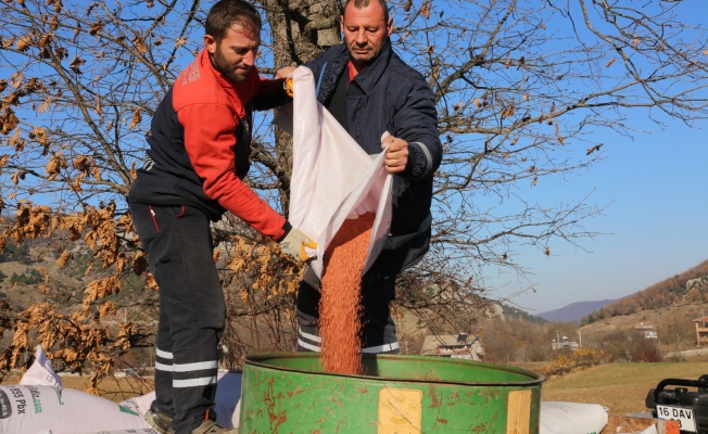 GÜRSU'NUN VERİMLİ OVASINDA İLK BUĞDAY EKİMİ