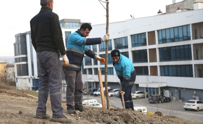 NİLÜFER'DE AĞAÇLANDIRMA ÇALIŞMALARI BAŞLADI