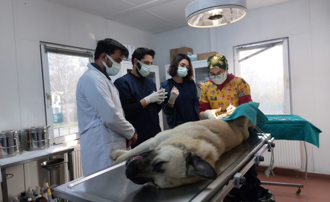 Veteriner hekim adayları Osmangazi’de tecrübe kazanıyor