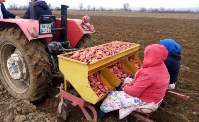 Bursa'da patates ekimi başladı