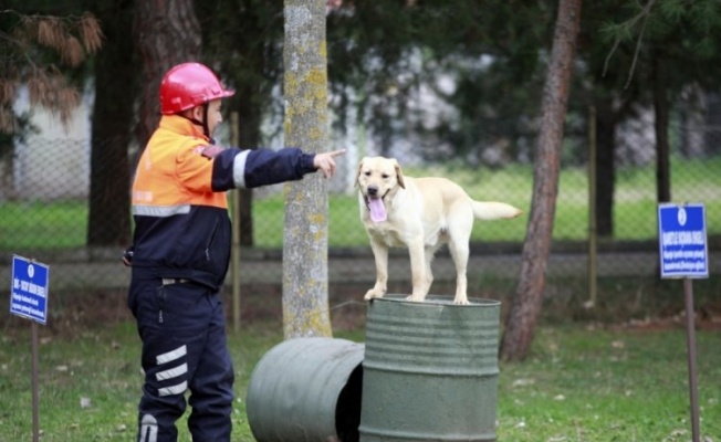 Türk Silahlı Kuvvetleri'nin eğitimli köpekleri Bursa'da yetiştiriliyor