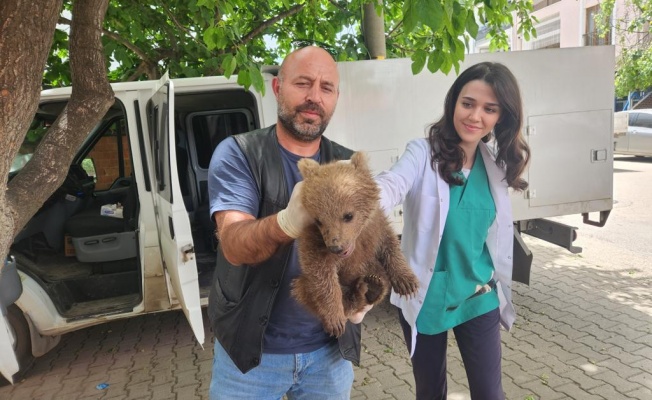 SEVİMLİ AYI YAVRUSU GÜRSU’DA BULUNDU