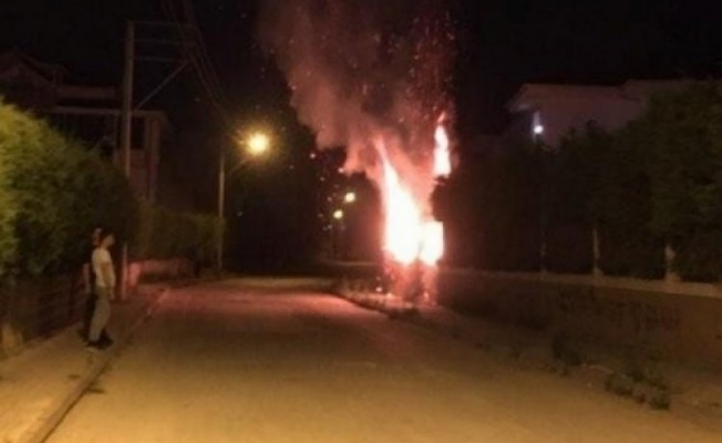 Bursa'da ağaçların ateşe verildiği iddiası üzerine inceleme başlatıldı