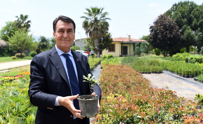 Tarihi İnkaya Çınarı Geleceğe Taşınıyor