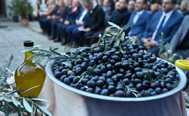 Bursa zeytininde hasat bereketi